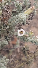 Nolana albescens