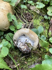 Lactarius pubescens
