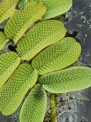 Salvinia natans