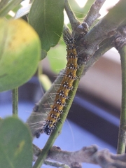 Uresiphita reversalis