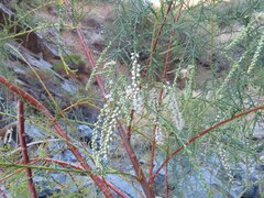 Tamarix