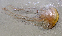 Chrysaora chesapeakei