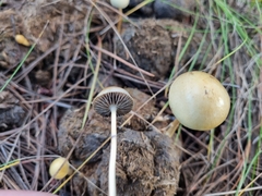Protostropharia