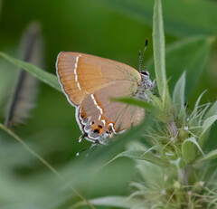Callophrys gryneus
