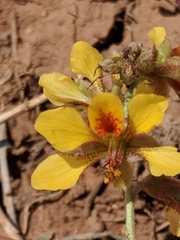 Hoffmannseggia glauca