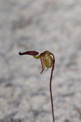 Caleana nigrita