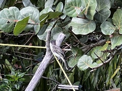 Tyrannus caudifasciatus