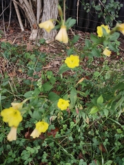Oenothera biennis