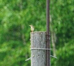 Locustella lanceolata
