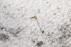 Caleana nigrita