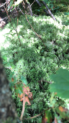 Sphagnum squarrosum
