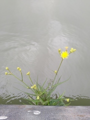 Crepis capillaris