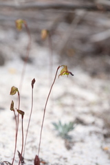 Caleana nigrita