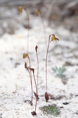 Caleana nigrita