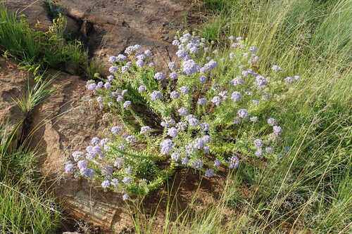 Image of Tetraselago wilmsii by no rights reserved