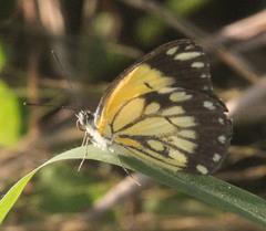 Belenois creona