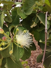 Caryocar brasiliense