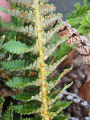 Dryopteris fragrans
