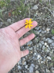 Thelesperma simplicifolium