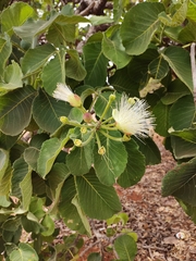 Caryocar brasiliense