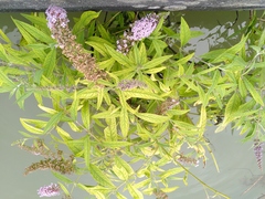 Buddleja davidii