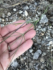 Thelesperma simplicifolium