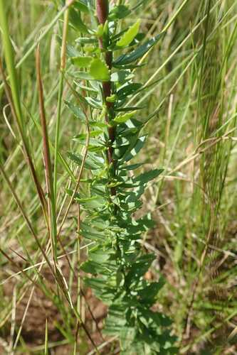 Image of Tetraselago wilmsii by no rights reserved
