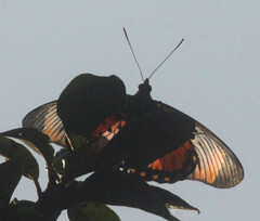 Pseudacraea boisduvalii