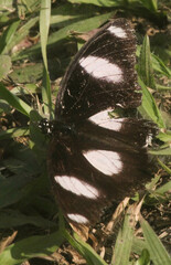 Hypolimnas misippus