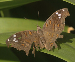 Junonia natalica