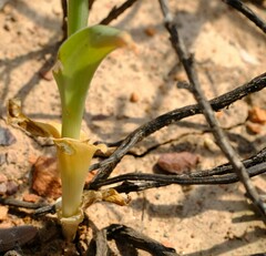 Ornithogalum hispidum