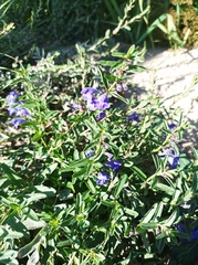 Scutellaria scordifolia
