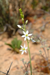 Ornithogalum hispidum