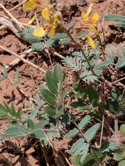 Hoffmannseggia glauca