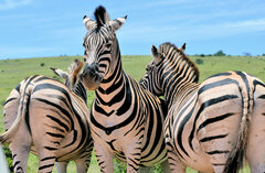 Equus quagga