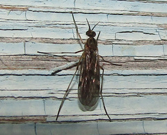 Sylvicola fenestralis