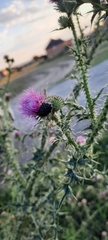 Oxythyrea