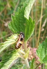 Vespula