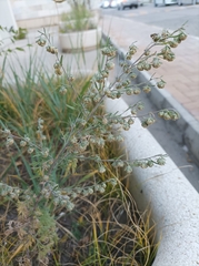 Artemisia sieversiana