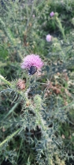 Oxythyrea