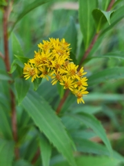 Solidago gigantea