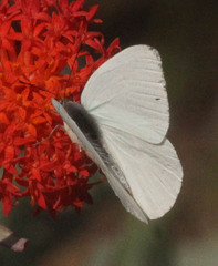 Dixeia charina