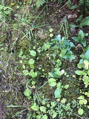 Pectiantia pentandra