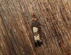 Epinotia trigonella