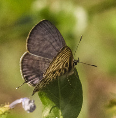 Leptotes