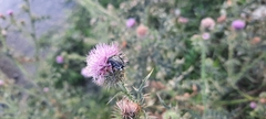 Oxythyrea