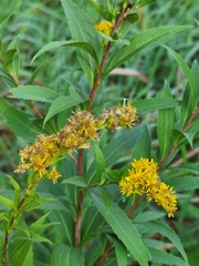 Solidago gigantea