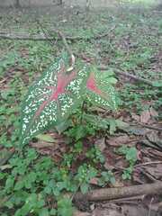 Caladium bicolor