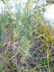 Artemisia sieversiana