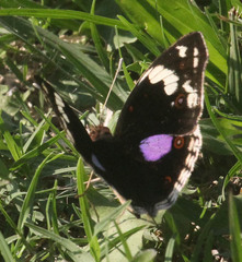 Junonia oenone oenone